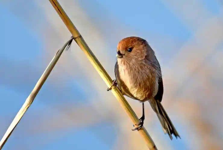 (上)呆萌而又憨态可掬的小鸟——棕头鸦雀