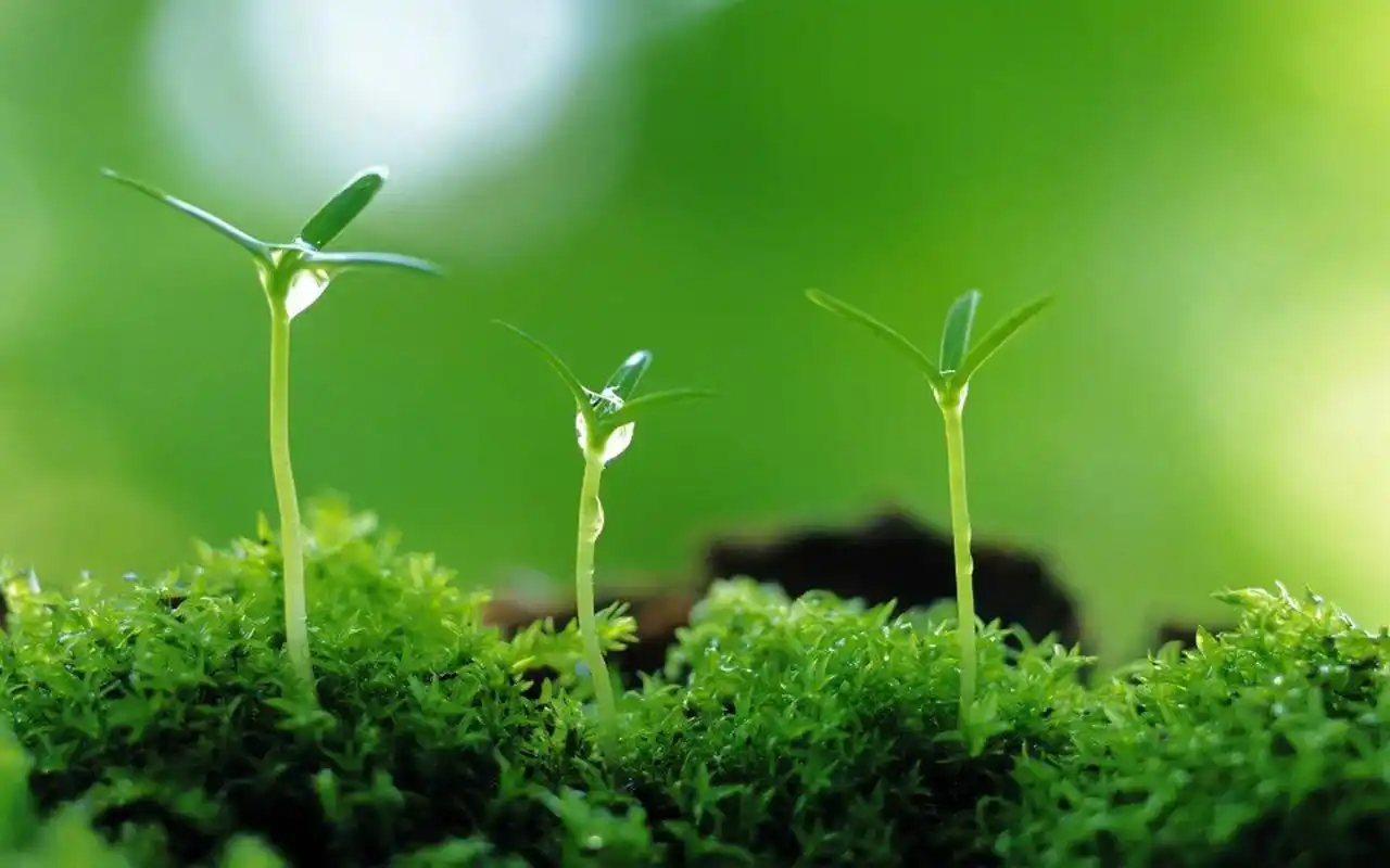 清新护眼绿色嫩芽图片桌面壁纸~~分享一组小清新绿色植物图片壁纸给大