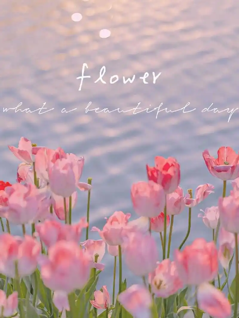 治愈系ins风 郁金香手机壁纸 郁金香壁纸 | 别害怕 宇宙都温柔 浪漫至