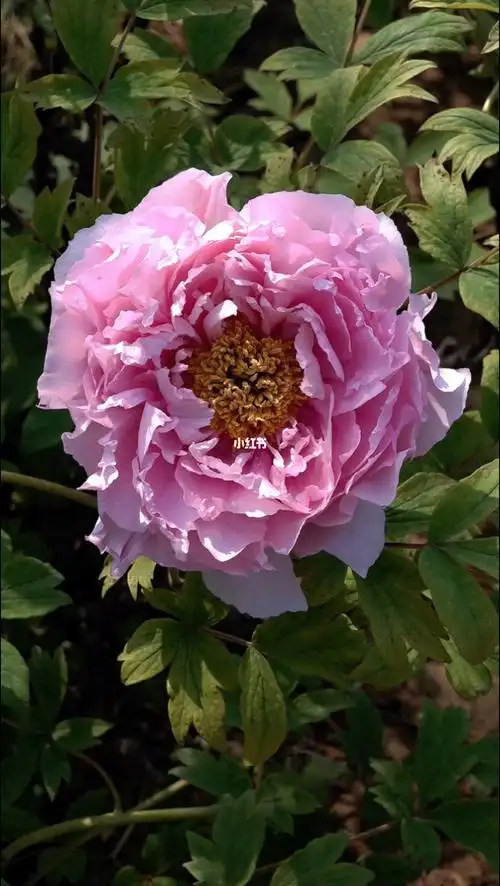 洛阳牡丹银红巧对品种