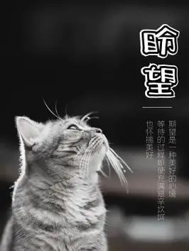 盼望期盼期望希望等待猫咪黑白怀旧海报