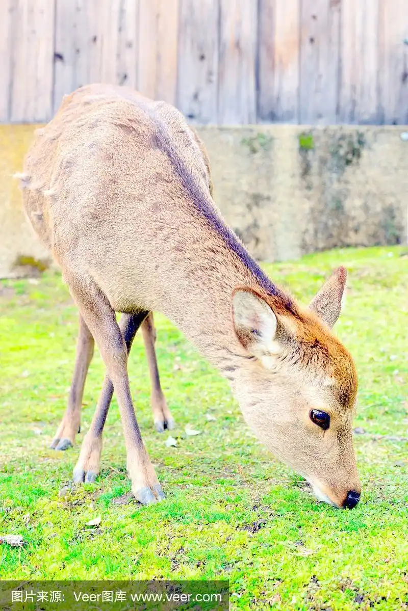 草,可爱的,日本,鹿,梅花鹿