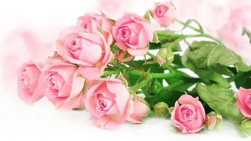 清新的粉色玫瑰 壁纸