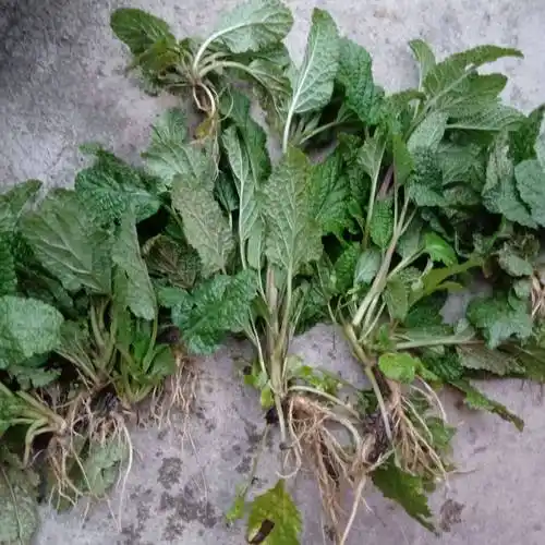 癞**功效与作用