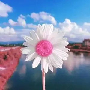 岁月静好只待花开头像