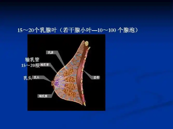 输乳管 15~20根 乳头