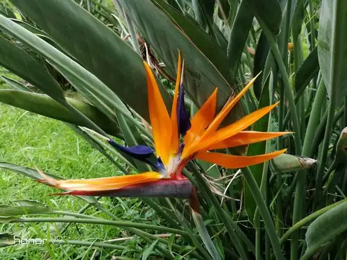 天堂鸟与旅人蕉