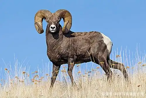 大角羊神奇的分配方式,打架赢了当雄性,输了当雌性