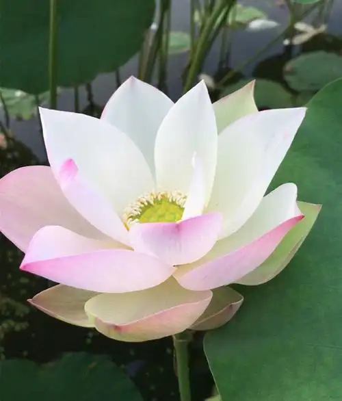 世界首个中型斑莲荷花品种有望在南京诞生