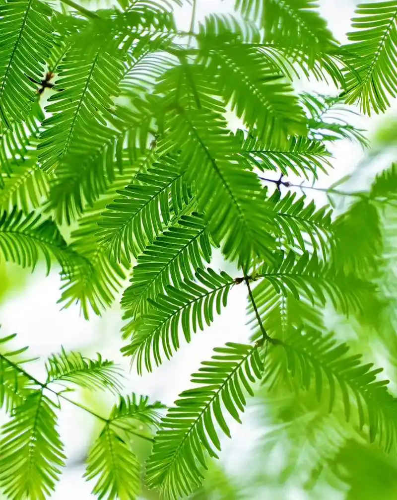 " 绿色,是春天最温柔的底色 . " 67绿意盎然!舒心宜人!9595