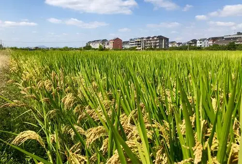秋天,稻田里换上了金装,喜迎丰收在望