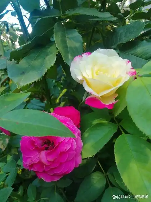 请朋友们欣赏湖里列那的城堡拍摄的鲜花图片