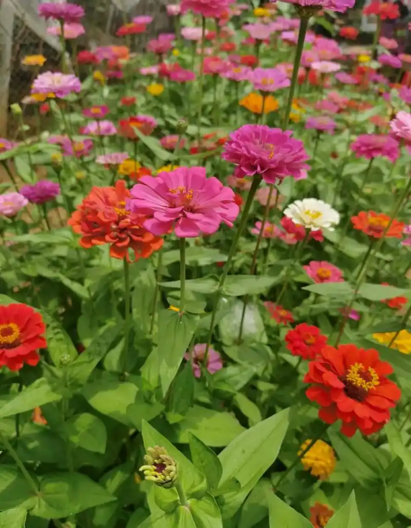 昨天带孩子回老家,可到了机场安检不让过,白白损失了两张机票.