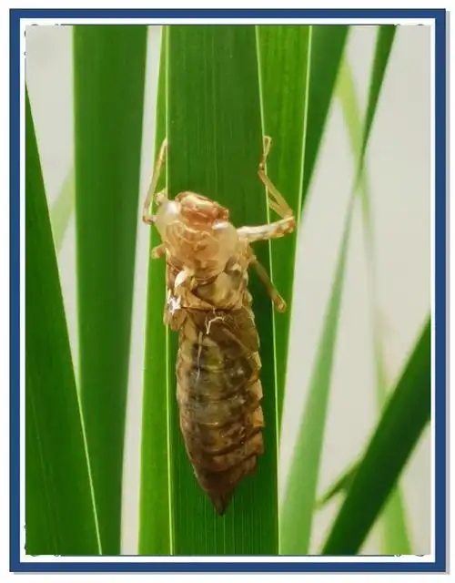 蜻蜓蜕变记:水到天空之旅