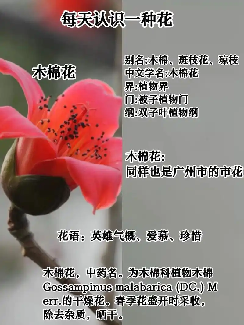 每天认识一种花-木棉花94.花语:英雄气概,爱慕,珍惜  寓 - 抖音