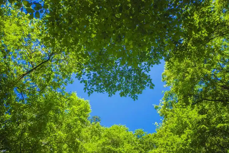 大自然里的生命之绿