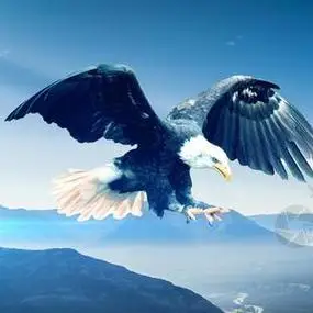 雄鹰头像图片大全霸气 霸气头像图片大全 -【爱个性】