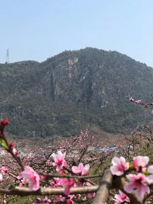 赏花 桃花别样红—贵州兴义桃花谷 写美篇十里春风不如你, 桃花绽放秀