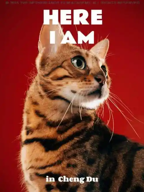 今天是国际猫日:欣赏戴眼镜97的猫大佬头像(挪威森林猫)