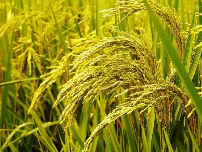 秋天丰收时节的水稻摄影图风景名胜免费下载_jpg格式_4608像素_编号