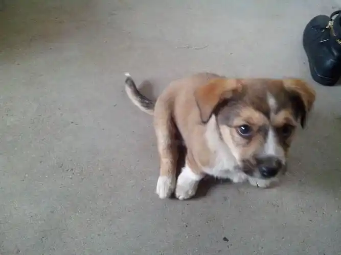 已经很少了 最基本的条件就是 中型犬 你这只就是只杂交的小哈巴狗 长