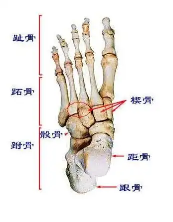 (高分悬赏)左脚脚掌骨头与无名指,中指连_有问必答_快速问医生