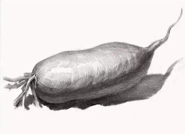 单个静物开始最开始训练的时候一个练习素描基础的重要环节之一素描