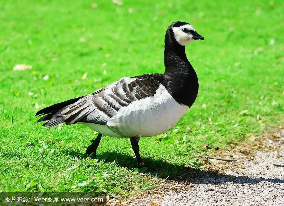 加拿大黑雁,水平画幅,鸟类,动物身体部位,野外动物