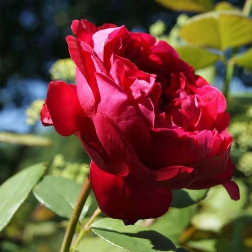 皇家胭脂切花月季红色大花浓香四季开花