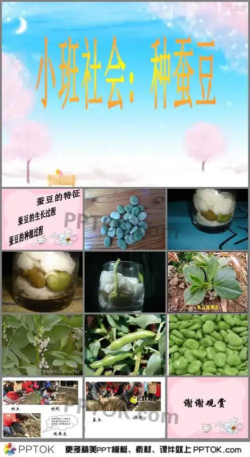 《种蚕豆》ppt课件下载,主要包含了蚕豆的特征,蚕豆的生长过程,蚕豆的