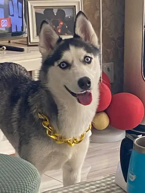 哈士奇时尚单品搭配出最富贵的狗