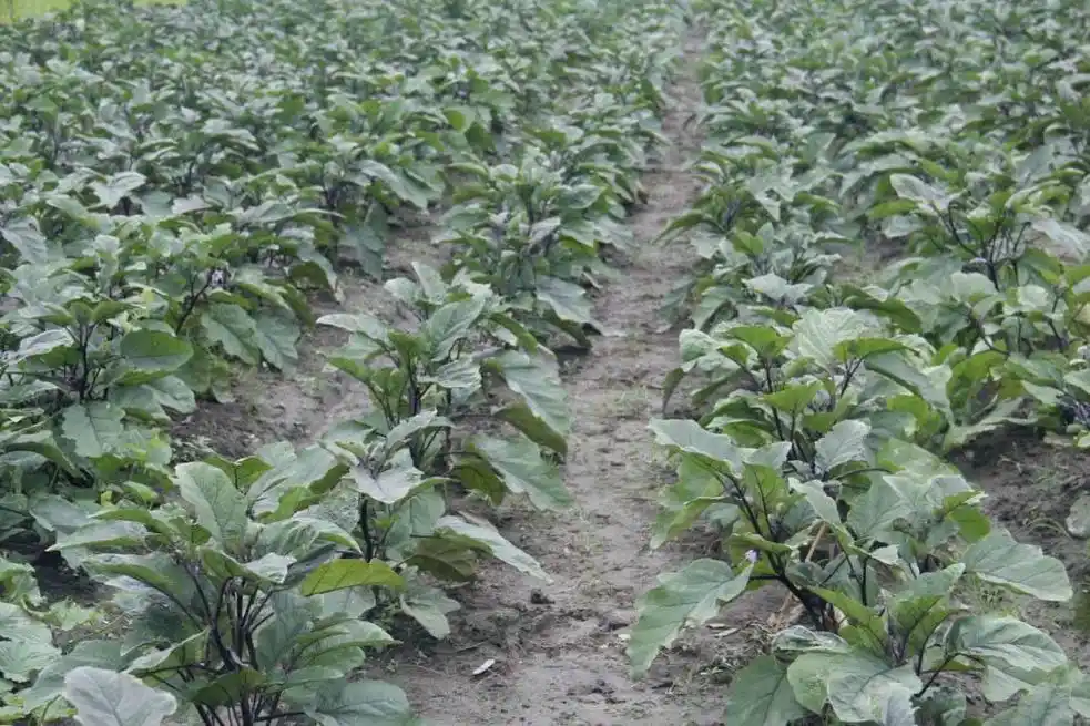 茄子种植要点是什么?想要茄子长得多,应该怎么施肥?