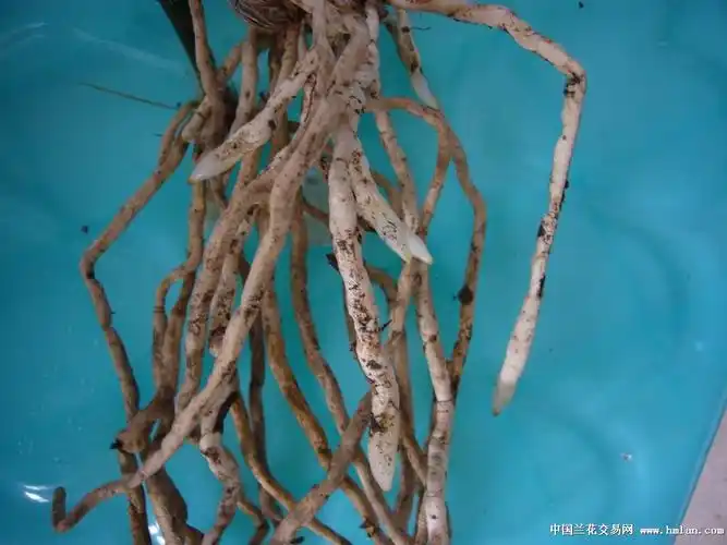 请看浙江温岭大斗国兰所载培的大龙胭脂的根