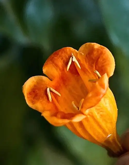 我家的绿植  #幸福树  #幸福树开花