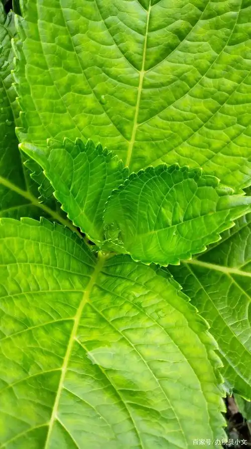 雨后的绿叶分外鲜艳