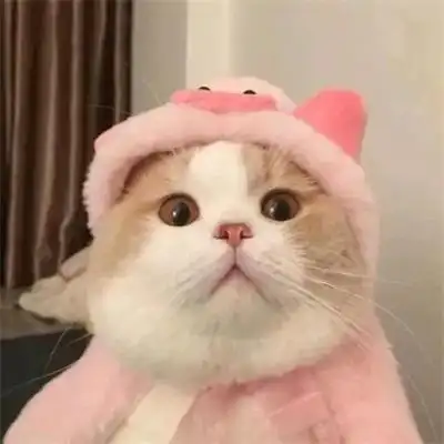 2022呆萌猫咪头像可爱治愈高清 呆萌可爱猫咪头像图片大全_动物头像