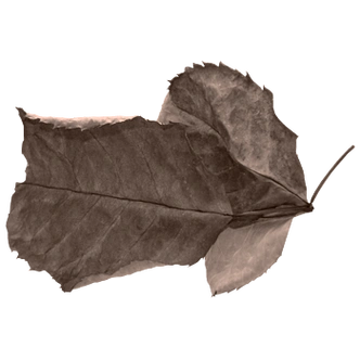 枯树叶图片-枯树叶素材下载-万素网