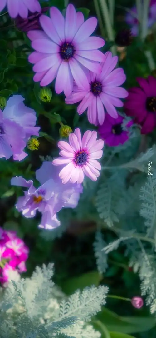 春日满园清新花朵手机壁纸_护眼清新花卉手机壁纸_三千图片网