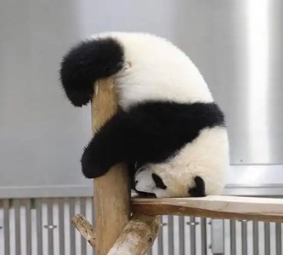 可爱小熊猫表情包系列2