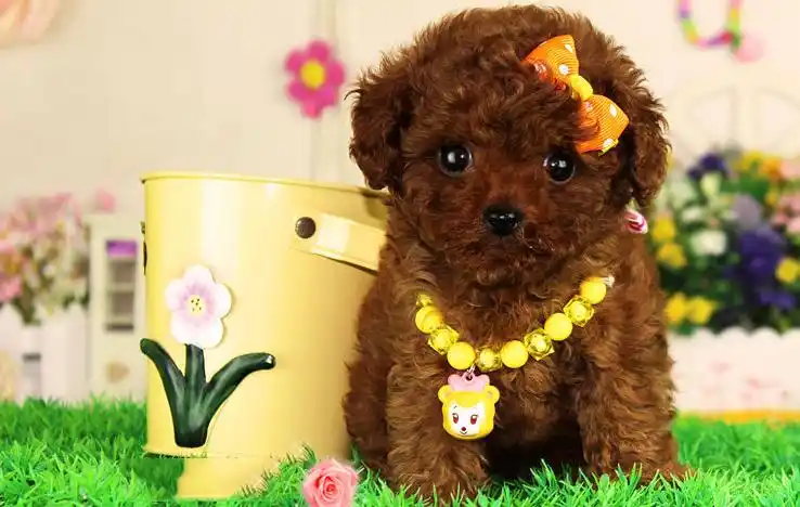 韩系 娃娃脸泰迪犬 口袋茶杯泰迪熊狗 超小体