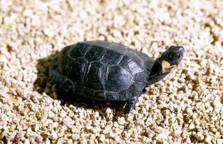 是一种小型的水龟,棕色,头部的两侧各有一处明显黄色,橙色或略带红色