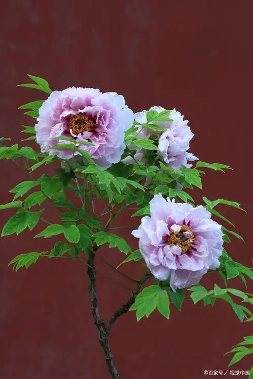 国花牡丹 香飘四溢