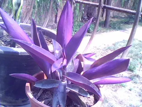 整个紫色的植物,叫什么?