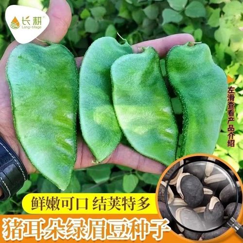 绿眉豆种子 绿扁豆籽种 阳台庭院盆栽种植 绿色蔬果扁豆 蔬菜种子