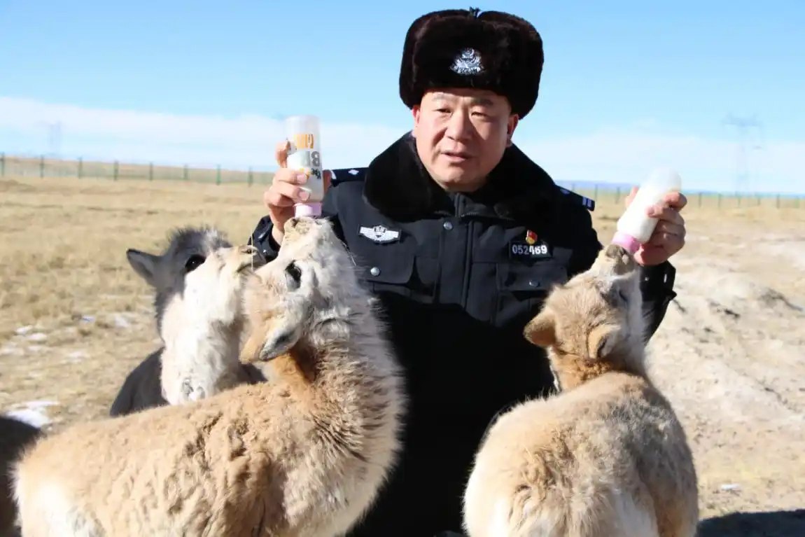 可可西里自然保护区巡山队的赵新录为藏羚羊喂食.