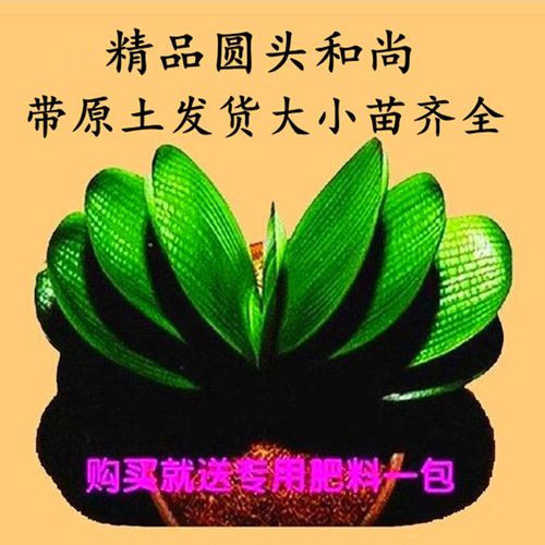 君子兰盆栽苗短叶圆头和尚当年开花高档精品立板兰花卉绿植盆栽