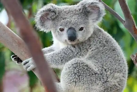 全球十大最可爱的动物熊猫也分大小个个萌化你的心