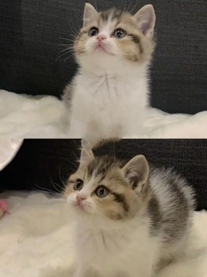 不想养了,英短金加白找新家!