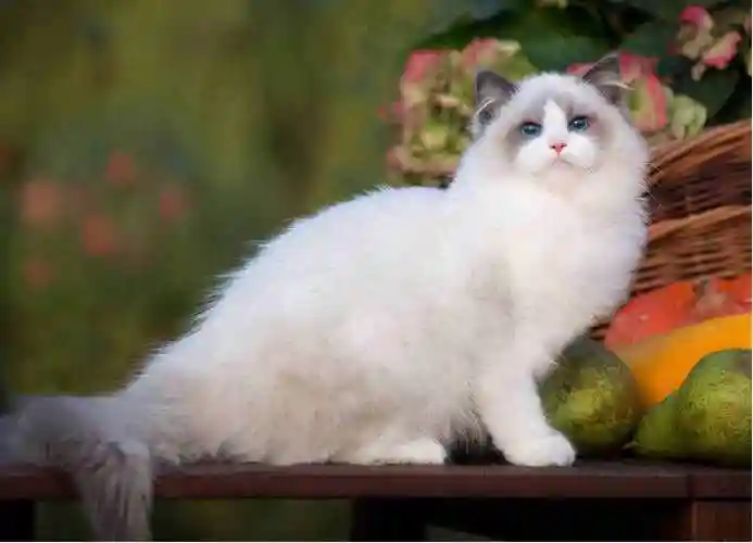 什么猫最可爱世界上十大最漂亮的猫