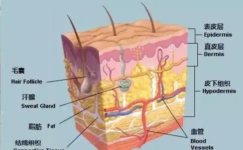皮肤分为哪几层
